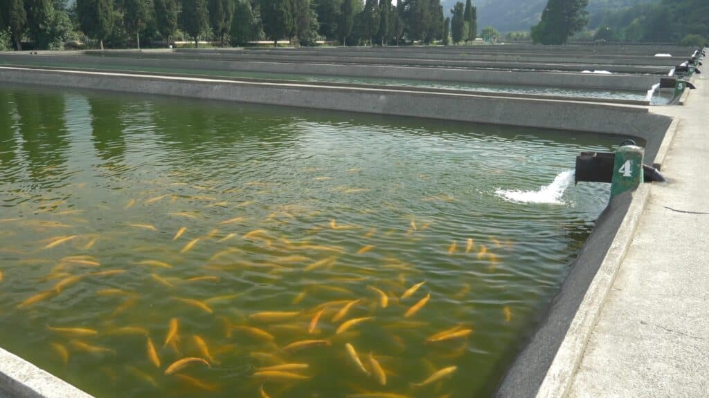 Inovações na Aquicultura