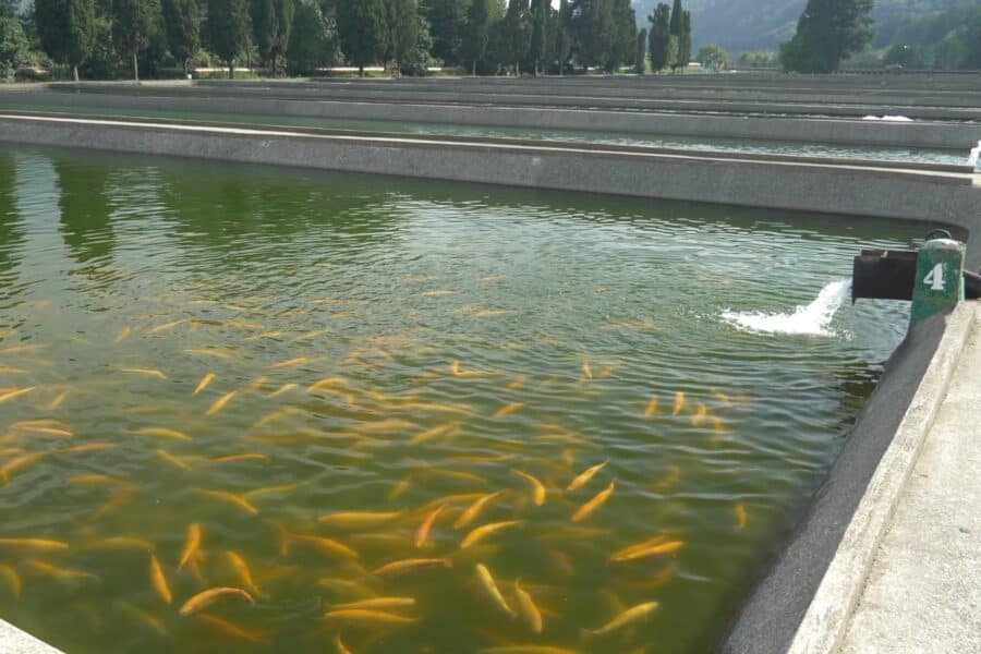 Inovações na Aquicultura