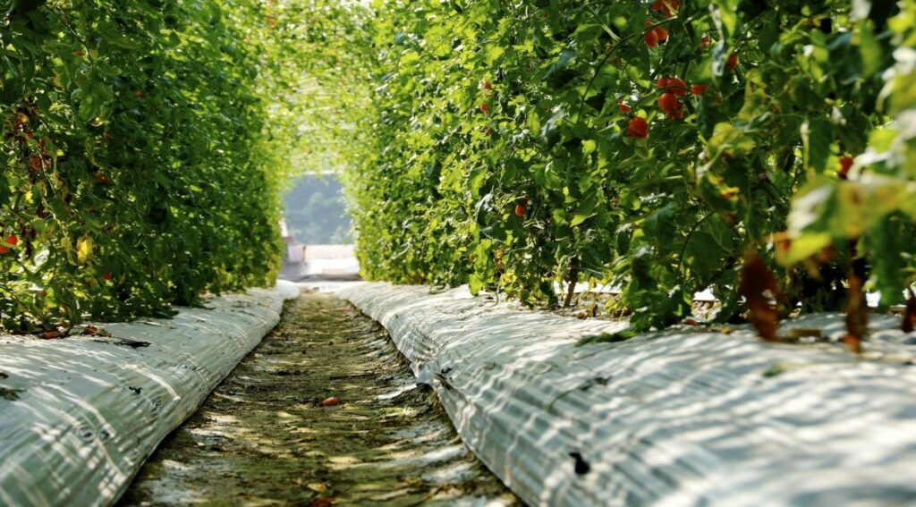 Agricultura Orgânica