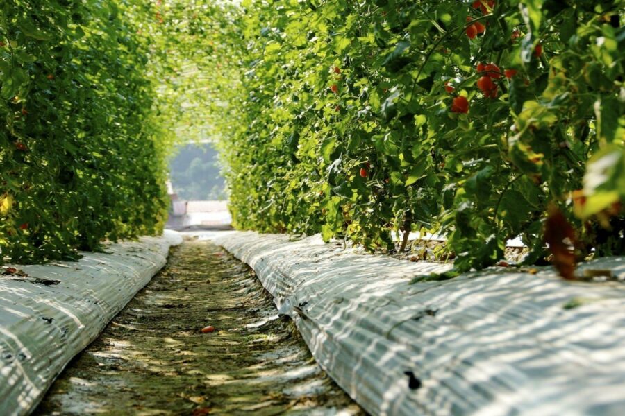 Agricultura Orgânica