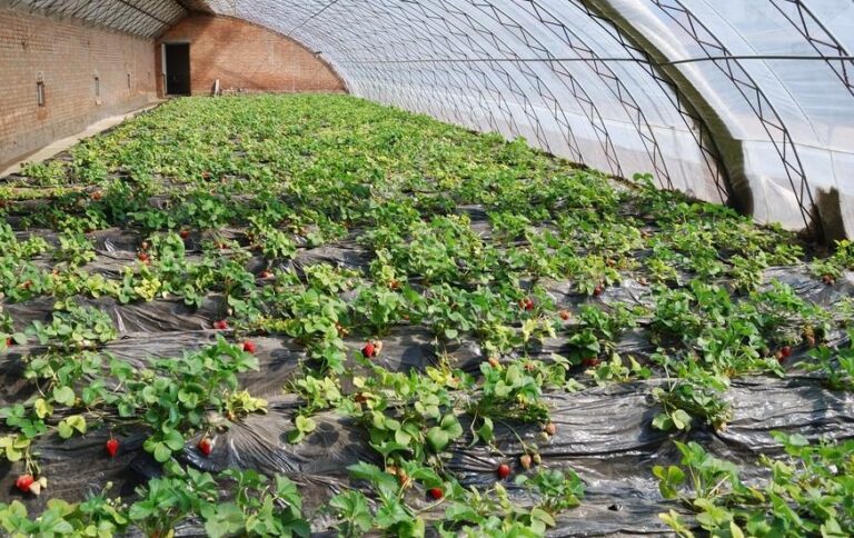 Na busca por aumentar a produtividade e garantir uma colheita abundante, os agricultores enfrentam diversos desafios