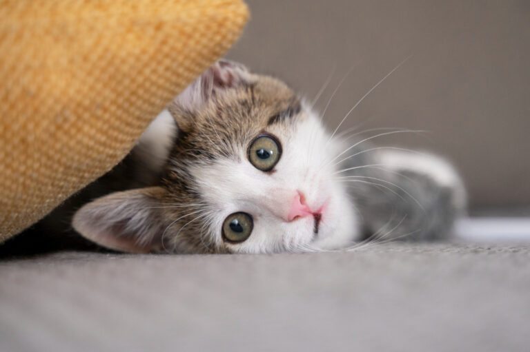 Raças de gatos e suas necessidades nutricionais específicas
