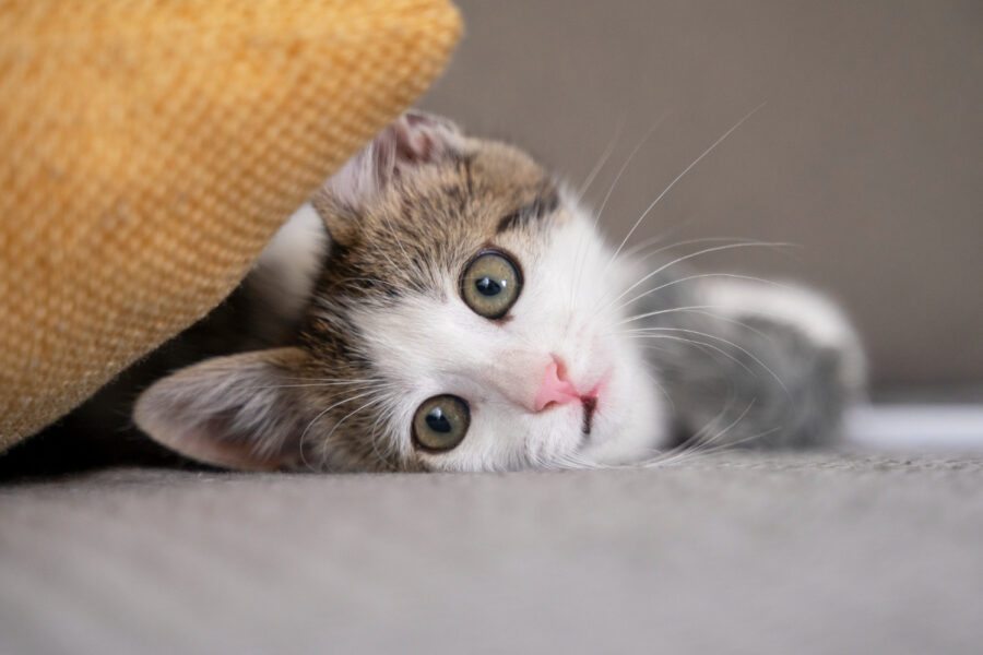 Raças de gatos e suas necessidades nutricionais específicas